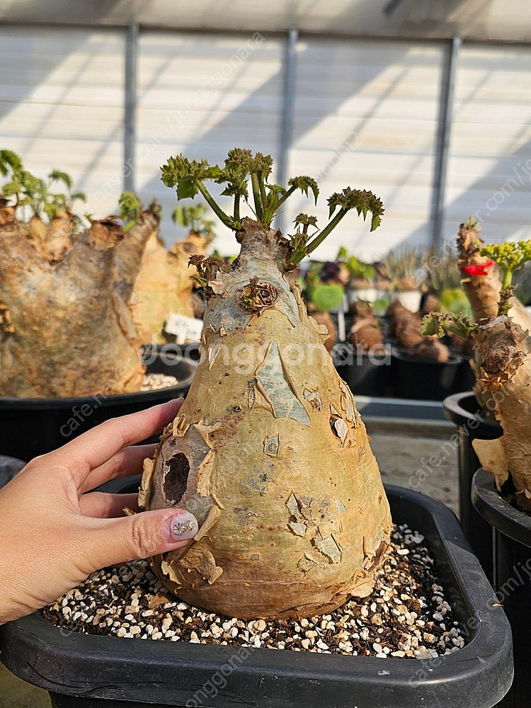 씨포스템마 우터 (아프리카식물/코덱스)--8